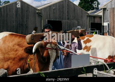 20 août 2023. Bhaktivedanta Manor célèbre ses 50 ans avec une procession de boeufs peints et de vaches, tandis que les dévots de Hare Krishna chantent et dansent leur chemin avec eux. Crédit : Simon King/Alamy Live News Banque D'Images