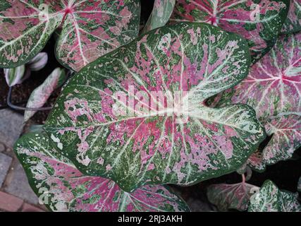 Gros plan d'une belle feuille rose, blanche et verte d'une feuille de Caladium tricolore Banque D'Images