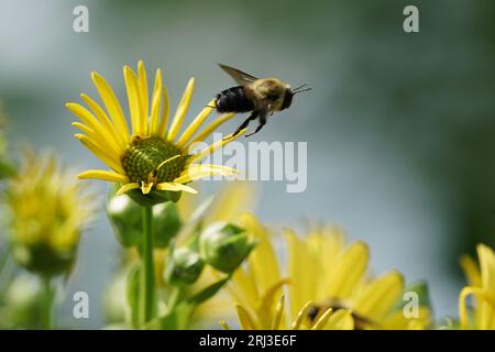 Fleurs pollinisatrices de bourdons. Banque D'Images