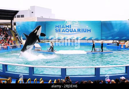 L'ordure Lolita se produit au Miami Seaquarium à Key Biscayne. L'orque, qui est en captivité depuis 1970, et qui était le plus ancien épaulards en captivité, est décédée le 18 août 2023 alors que les autorités se préparaient à la renvoyer dans ses eaux d'origine dans le nord-ouest du Pacifique. Banque D'Images