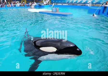 Key Biscayne, États-Unis. 26 mars 2015. L'ordure Lolita se produit au Miami Seaquarium à Key Biscayne. L'orque, qui est en captivité depuis 1970, et qui était le plus ancien épaulards en captivité, est décédée le 18 août 2023 alors que les autorités se préparaient à la renvoyer dans ses eaux d'origine dans le nord-ouest du Pacifique. (Photo Paul Hennessy/SOPA Images/Sipa USA) crédit : SIPA USA/Alamy Live News Banque D'Images