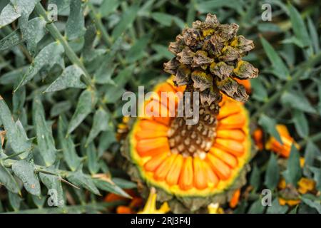 Encephalartos horridus aka Eastern Cape Blue cycad cone Banque D'Images