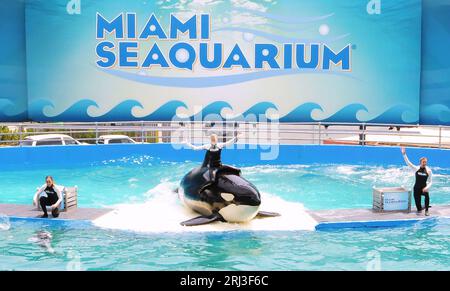 Key Biscayne, Floride, États-Unis. 26 mars 2015. L'ordure Lolita se produit avec des entraîneurs au Miami Seaquarium à Key Biscayne. L'orque, qui est en captivité depuis 1970, et qui était le plus ancien épaulards en captivité, est décédée le 18 août 2023 alors que les autorités se préparaient à la renvoyer dans ses eaux d'origine dans le nord-ouest du Pacifique. (Image de crédit : © Paul Hennessy/SOPA Images via ZUMA Press Wire) USAGE ÉDITORIAL SEULEMENT! Non destiné à UN USAGE commercial ! Banque D'Images