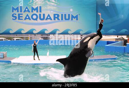 Key Biscayne, Floride, États-Unis. 26 mars 2015. L'ordure Lolita se produit avec des entraîneurs au Miami Seaquarium à Key Biscayne. L'orque, qui est en captivité depuis 1970, et qui était le plus ancien épaulards en captivité, est décédée le 18 août 2023 alors que les autorités se préparaient à la renvoyer dans ses eaux d'origine dans le nord-ouest du Pacifique. (Image de crédit : © Paul Hennessy/SOPA Images via ZUMA Press Wire) USAGE ÉDITORIAL SEULEMENT! Non destiné à UN USAGE commercial ! Banque D'Images