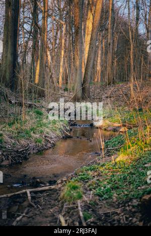 Idyllique petit ruisseau en toile de fond courant à travers une forêt dense d'arbres Banque D'Images