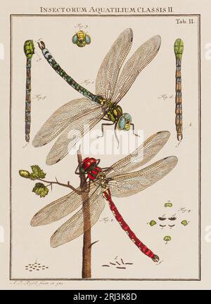 Illustration de libellules. Ceci est une plaque d'un vieux livre allemand sur les insectes, en particulier les papillons. Le livre a été publié vers le milieu de TH Banque D'Images