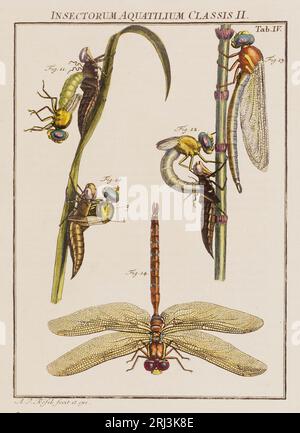 Illustration de libellules. Ceci est une plaque d'un vieux livre allemand sur les insectes, en particulier les papillons. Le livre a été publié vers le milieu de TH Banque D'Images