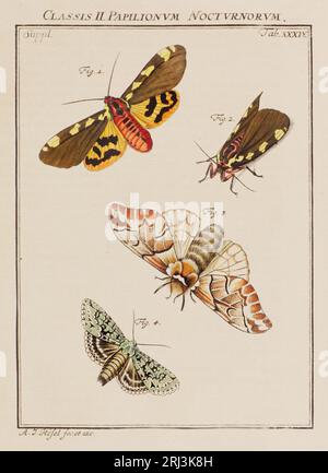 Illustration de papillons. Ceci est une plaque d'un vieux livre allemand sur les insectes, en particulier les papillons. Le livre a été publié vers le milieu de TH Banque D'Images