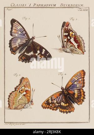 Illustration de papillons. Ceci est une plaque d'un vieux livre allemand sur les insectes, en particulier les papillons. Le livre a été publié vers le milieu de TH Banque D'Images