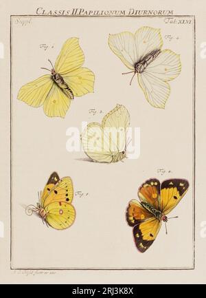 Illustration de papillons. Ceci est une plaque d'un vieux livre allemand sur les insectes, en particulier les papillons. Le livre a été publié vers le milieu de TH Banque D'Images