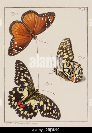 Illustration de papillons. Ceci est une plaque d'un vieux livre allemand sur les insectes, en particulier les papillons. Le livre a été publié vers le milieu de TH Banque D'Images