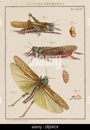 Illustration des criquets. Ceci est une plaque d'un vieux livre allemand sur les insectes, en particulier les papillons. Le livre a été publié vers le milieu des années 18 Banque D'Images