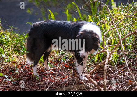 Chiot mâle Border Collie de race pure mâchant sur le bâton. Banque D'Images