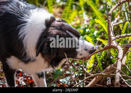 Chiot mâle Border Collie de race pure mâchant sur le bâton. Banque D'Images