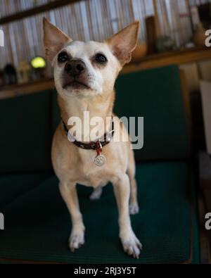 Un gros plan d'un adorable chien Chihuahua debout sur le canapé avec un fond flou Banque D'Images