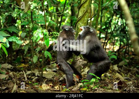 Deux individus du macaque à crête noire de Sulawesi (Macaca nigra) sont impliqués dans des comportements agressifs l'un envers l'autre dans la forêt de Tangkoko, Sulawesi du Nord, en Indonésie. Les scientifiques des primates ont découvert que se battre ou se chasser les uns les autres font partie des activités sociales du macaque à crête. Les contacts manuels agressifs ont eu lieu fréquemment et sont très normaux, et sont souvent suivis de représailles et de réconciliation - un fait qui a aidé à construire la réputation du macaque à crête en tant qu'espèce hautement socialement tolérante. Banque D'Images