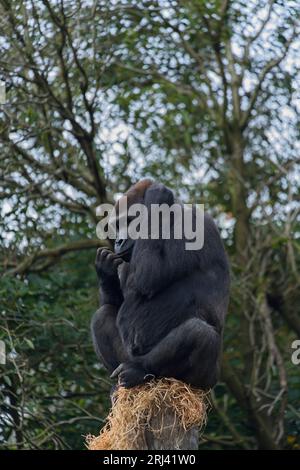 Un gorille est perché au sommet d'un rocher dans l'habitat d'un zoo, regardant au loin Banque D'Images