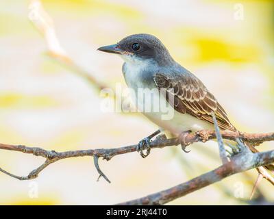 Gros plan de Gray kingbird à Oklahoma Banque D'Images