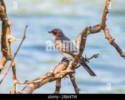 Gros plan de Gray kingbird à Oklahoma Banque D'Images