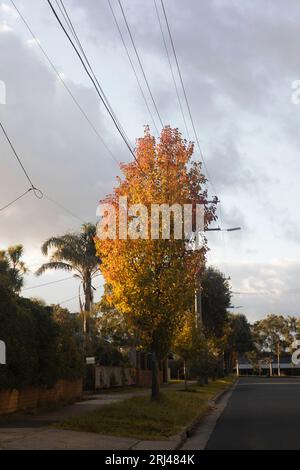 Arbre d'automne baigné dans la lumière chaude de l'après-midi se dresse sur une rue de banlieue, créant une scène pittoresque. Banque D'Images