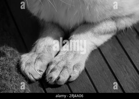 Un gros plan en niveaux de gris des pattes d'un chat sur un plancher en bois. Banque D'Images