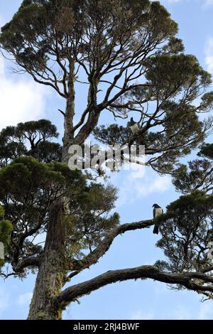 Un angle bas d'oiseaux Kereru perché au sommet d'une branche d'arbre dans un environnement naturel paisible Banque D'Images