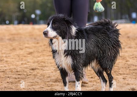 Chiot sale Border Collie debout sur la plage de sable avec le propriétaire en arrière-plan tenant le sac de caca de chien Banque D'Images