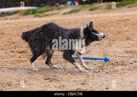 Wet Border Collie sur la plage en secouant l'eau, le sable et la saleté Banque D'Images