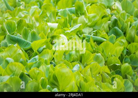 Calla palustris, vue de dessus. Feuilles de Calla ou d'arum de tourbière, calla de marais. Beau groupe de callas de marais croissant dans le marais dans l'habitat naturel Banque D'Images