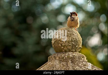 sparrow est assis sur la clôture. Sparrow. Un petit oiseau est assis et gazouille sur une clôture métallique. Banque D'Images