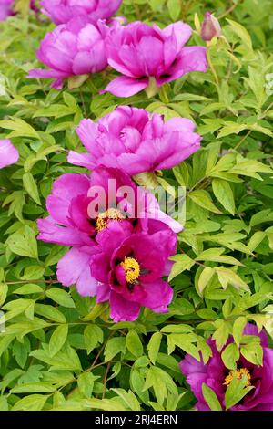 pivoine d'arbre. Fleur rose de pivoine d'arbre fleurissant dans le jardin. Beaux pétales de Paeonia sect.. Banque D'Images