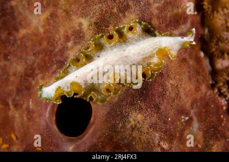 Polyclad Flatworm, Pseudobiceros sp, plongée de nuit, site de plongée Arborek Jetty, Arborek Island, Dampier Strait, Raja Ampat, Papouasie occidentale, Indonésie Banque D'Images