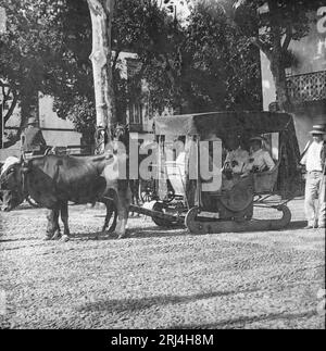 Alate photographie en noir et blanc du 19e siècle prise à Madère, montrant 4 personnes assises dans un traîneau à calèche, attirées par deux taureaux. Banque D'Images