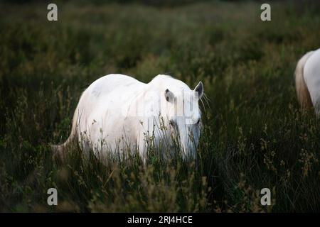 Camargue Cheval, adulte et poulain mangeant de l'herbe à travers le marais, Saintes Marie de la Mer en Camargue, dans le sud de la France Banque D'Images