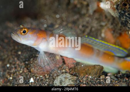 Flagtail Shrimpgoby, Amblyeleotris yanoi, site de plongée Wreck Slope, Tulamben, Karangasem, Bali, Indonésie Banque D'Images