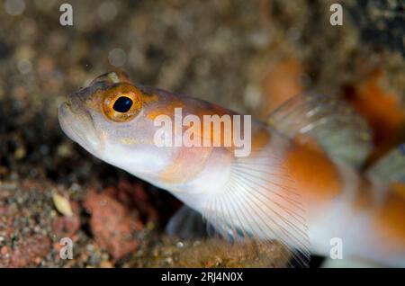 Flagtail Shrimpgoby, Amblyeleotris yanoi, site de plongée Wreck Slope, Tulamben, Karangasem, Bali, Indonésie Banque D'Images