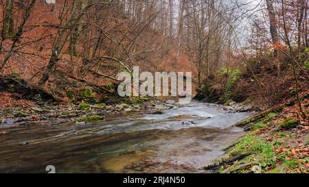 environnement naturel des carpates ukrainiennes. assèchement des rivières de montagne dans la campagne forestière. paysage de nature en automne. temps couvert Banque D'Images