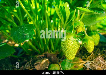 La fraise verte non mûre pousse de près. Fraises non mûres Banque D'Images