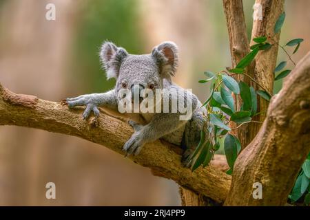 Un ours koala (Phascolarctos cinereus) est assis détendu sur une branche d'un arbre et semble très curieux Banque D'Images