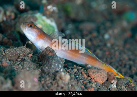 Flagtail Shrimpgoby, Amblyeleotris yanoi, sur sable noir, site de plongée pong pong, Seraya, Bali, Indonésie Banque D'Images