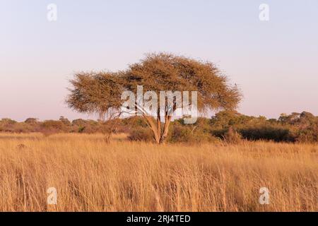 Un paysage herbeux qui s'étend sur un paysage pittoresque, le parc national de Hwange, Zimbabwe Banque D'Images