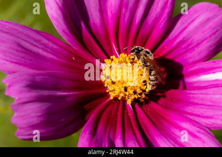 L'abeille pollinise une fleur en été Banque D'Images