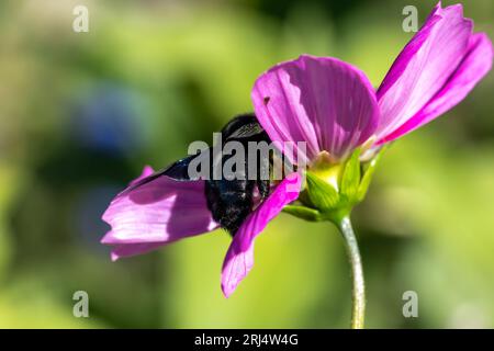 une grosse abeille charpentière pollinise une fleur Banque D'Images