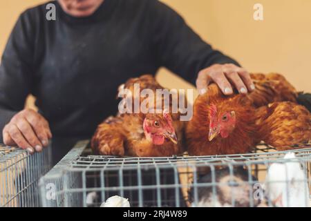 la femme vend des poulets domestiques sur un marché spontané Banque D'Images