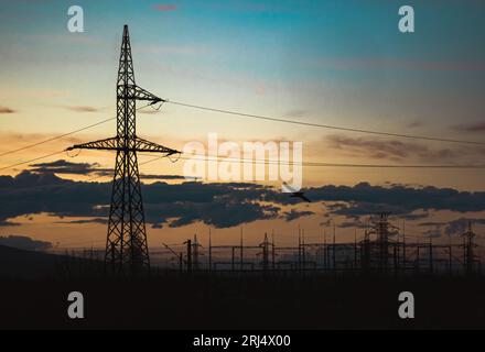 un oiseau pris en vol avec des poteaux électriques derrière, ciel bleu orange Banque D'Images