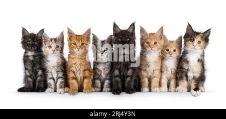 Rangée de huit chatons chats mignons, assis les uns à côté des autres. Tous regardant vers la caméra. Isolé sur fond blanc. Banque D'Images