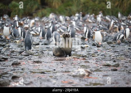 Un phoque à fourrure juvénile dans une colonie de pingouins gentoo Banque D'Images