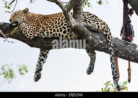 Léopard dormant dans l'arbre dans Sabi-Sands réserve privée de safari voyage en Afrique du Sud Banque D'Images