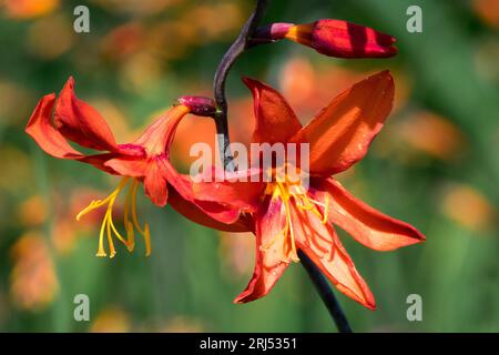 Rouge, fleur, Crocosmia 'Emberglow', tête de fleur, en gros plan, Bloom in Garden Banque D'Images