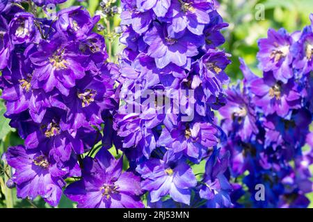 Larkspur, Delphinium Magic Fountain Dark Blue Dark Bee, jardin, Delphiniums, Fleur Banque D'Images